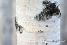 작서에 신음하는 자작나무숲