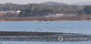 고창 동림저수지 가창오리떼