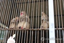 새해엔 가학산의 명물 원숭이 해남이 보러 오세요