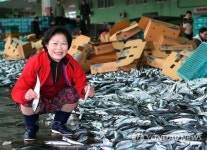 부산공동어시장 생선선별 아지매 동현이씨