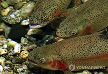 <임형두의 축제세상> 송어와 숭어