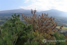 한라산 소나무에 재선충병 방제약 주사…완벽 차단