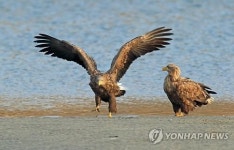 비상