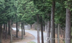 <Weekly Travel> 남해 편백자연휴양림