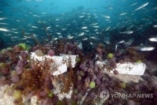 동해 연안 바다숲에 도루묵떼 산란