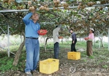 일본 첫 수출길 오른 고성 골드키위