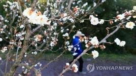 벌써 핀 매화