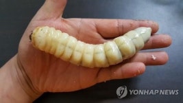 국립수목원, 장수하늘소 단기간 대량사육기술 최초 개발