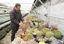 다육식물 수출 27배 껑충…음성 화훼산업 중심지로 부상