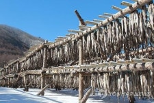 소백산 황태덕장 반갑다! 추위야
