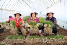 알싸한 맛 서산달래 출하 한창