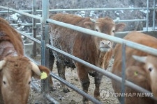  성에로 뒤덮인 한우