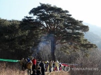 액운 날려버려요…남원 지리산 천년송에서 17일 당산제