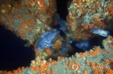 <충남소식> 삽시도 해역에 연안 바다목장 조성