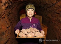 태안 토굴 숙성 황토고구마 맛보세요