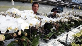 활짝 핀 호접란