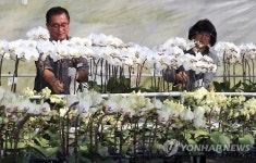 활짝 핀 호접란