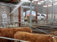 대전시 구제역 차단방역 총력…방역물품 추가 긴급지원