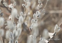 봄의 전령 버들강아지