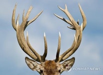 진주서 사슴 광록병 발생…녹용 섭취 자제해야