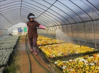 대구수목원 35개 공공기관에 봄꽃 분양