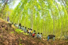 <길따라 멋따라> 순백의 세상 인제 자작나무 숲