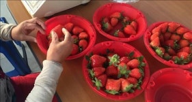양주골 참새벽 딸기 4년째 동남아 수출