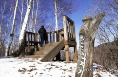 <길따라 멋따라> 순백의 세상 인제 자작나무 숲