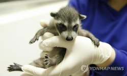 한화 아쿠아플라넷여수, 라쿤 네 쌍둥이 탄생!!