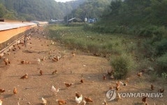 친환경 달걀 1번지 단양 동물복지 농장