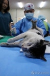 서초 길고양이 중성화 수술
