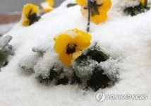 봄 위에 앉은 겨울