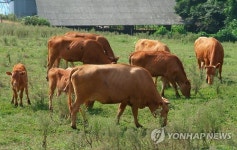정읍 한우 소고기 품질 전국 최고