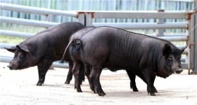 천연기념물 날개 단 제주흑돼지 미식가 입맛 사로잡다