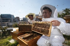 도심서 꿀 생산…경남도 도시 양봉 시범 추진
