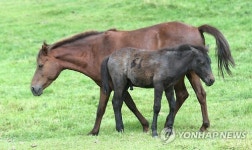 천연기념물 제주마