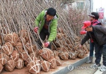 <주말 N 여행> 충청권: 옥천 묘목시장 봄내음 물씬 나무 심기 딱 좋아요
