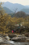 산수유꽃길 거닐며