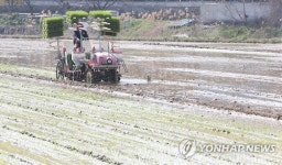 고흥서 노지벼 2기작 모내기