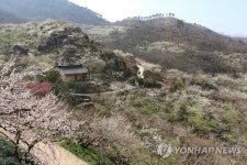 광양매화마을 개화율 60%