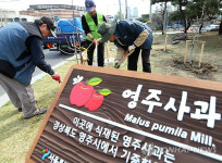 영주사과-돼지고기 만나 도시인 입맛 잡는다