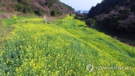 제주는 봄 유채 천국