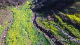 제주는 봄 유채 천국