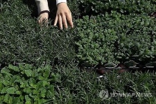 日 편의점 대변신…패밀리마트 야채화분도 판다