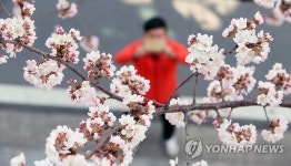 진해는 벚꽃향이 솔~솔~