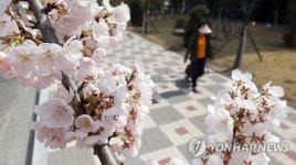 창원에는 벌써 벚꽃이