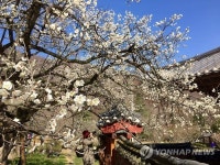 순천 선암사 물 들인 600년 선암매