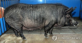 제주 재래 흑돼지 모돈