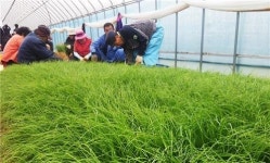 태안 달래 지리적 표시 단체표장 등록