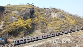 개나리꽃으로 장관 이룬 응봉산